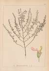 Herbier de la flore française Pl.0906