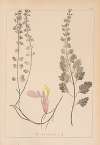 Herbier de la flore française Pl.0908