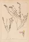 Herbier de la flore française Pl.0910