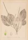 Herbier de la flore française Pl.0919
