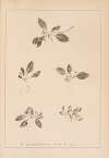 Herbier de la flore française Pl.0921