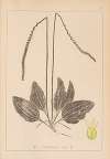 Herbier de la flore française Pl.0922