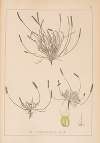 Herbier de la flore française Pl.0925