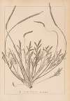 Herbier de la flore française Pl.0926