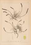 Herbier de la flore française Pl.0931