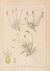 Herbier de la flore française Pl.0932