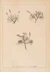 Herbier de la flore française Pl.0935