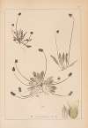 Herbier de la flore française Pl.0937