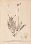 Herbier de la flore française Pl.0938