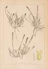 Herbier de la flore française Pl.0943