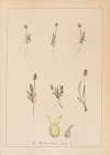 Herbier de la flore française Pl.0944