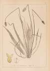 Herbier de la flore française Pl.0945
