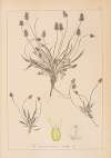Herbier de la flore française Pl.0946