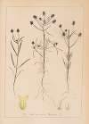 Herbier de la flore française Pl.0949