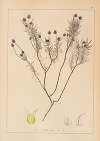 Herbier de la flore française Pl.0950