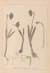 Herbier de la flore française Pl.0953