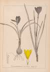 Herbier de la flore française Pl.0958