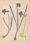 Herbier de la flore française Pl.0960