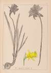 Herbier de la flore française Pl.0962