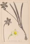 Herbier de la flore française Pl.0963