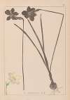 Herbier de la flore française Pl.0964