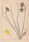 Herbier de la flore française Pl.0970