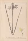 Herbier de la flore française Pl.0972