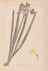 Herbier de la flore française Pl.0973