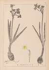 Herbier de la flore française Pl.0977