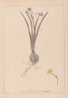 Herbier de la flore française Pl.0978