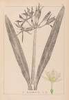 Herbier de la flore française Pl.0980
