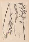 Herbier de la flore française Pl.0982