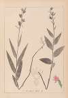 Herbier de la flore française Pl.0985