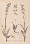 Herbier de la flore française Pl.0986