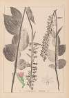 Herbier de la flore française Pl.0987