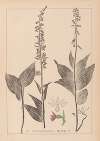 Herbier de la flore française Pl.0988