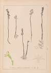 Herbier de la flore française Pl.0996