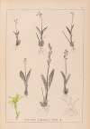 Herbier de la flore française Pl.0997