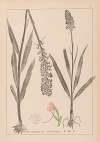 Herbier de la flore française Pl.1002