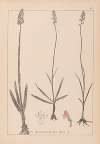 Herbier de la flore française Pl.1003