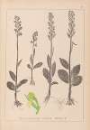Herbier de la flore française Pl.1004