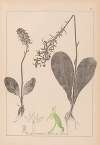 Herbier de la flore française Pl.1005