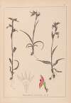 Herbier de la flore française Pl.1008