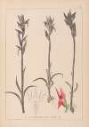 Herbier de la flore française Pl.1009