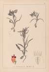 Herbier de la flore française Pl.1011