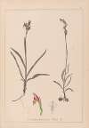 Herbier de la flore française Pl.1012
