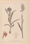 Herbier de la flore française Pl.1013