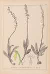 Herbier de la flore française Pl.1015