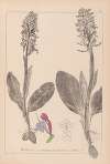 Herbier de la flore française Pl.1017