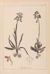 Herbier de la flore française Pl.1021